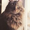 mollycat54
